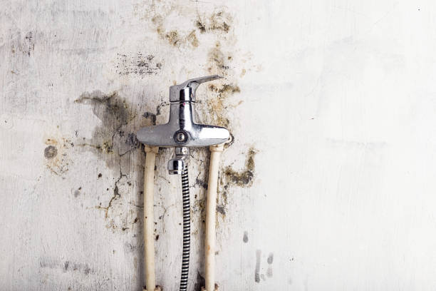 Mold Removal and Inspection in Casper, WY
